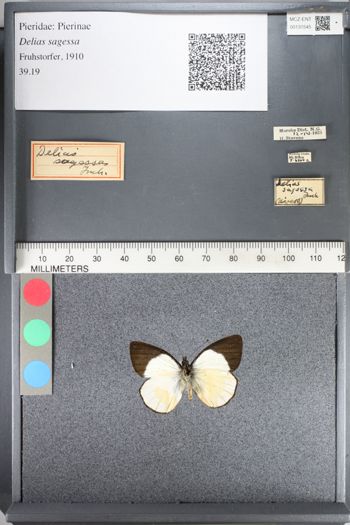 Media type: image;   Entomology 131545